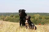 BEAUCERON - ADULTS and PUPPIES 045
